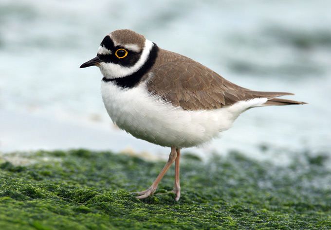 Little Ringed Plover