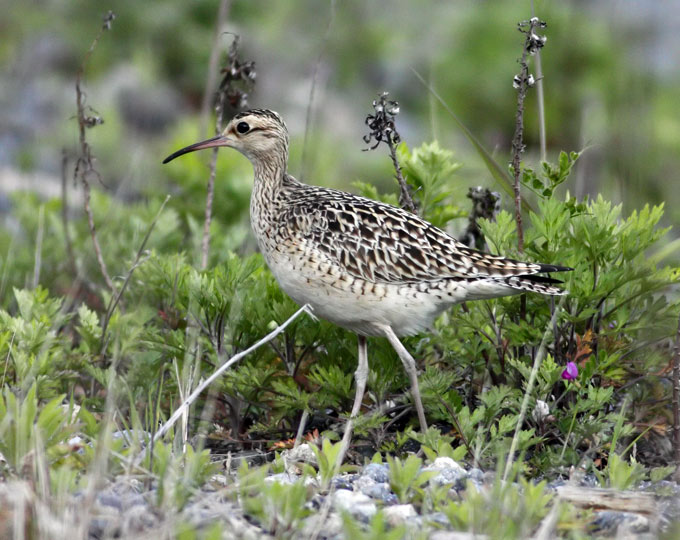 Little Whimbrel