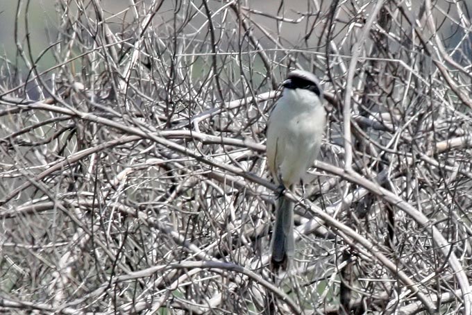 Long-tailed Shrike