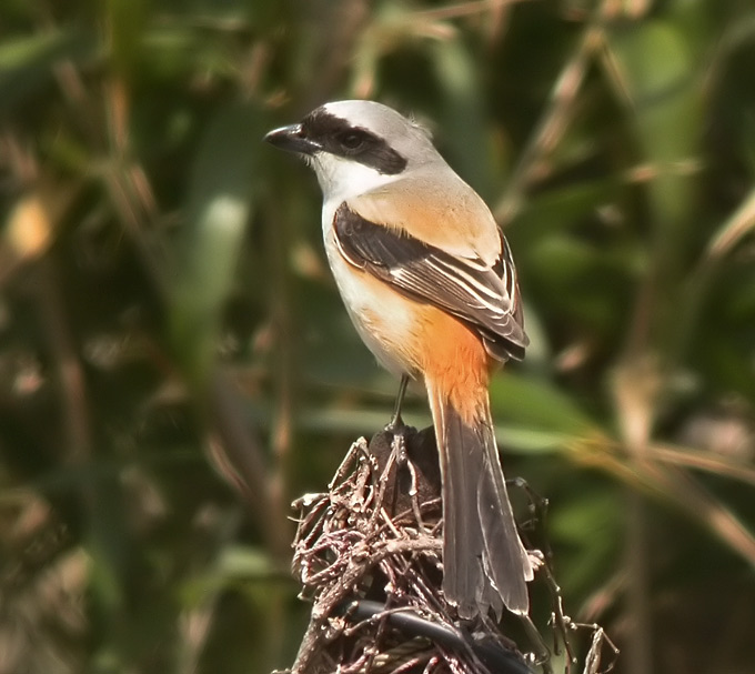 Long-tailed Shrike