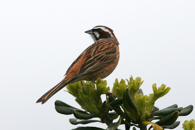 Meadow Bunting