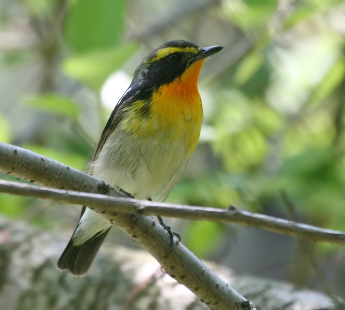 Narcissus Flycatcher