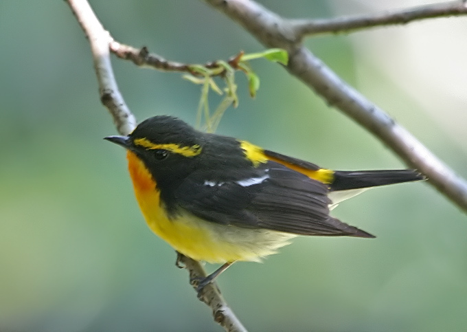 Narcissus Flycatcher