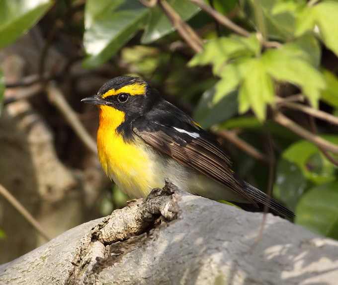 Narcissus Flycatcher