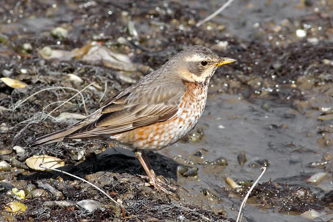 Naumann's Thrush