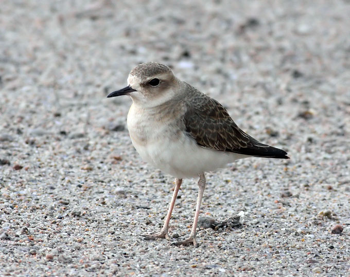 Oriental Plover
