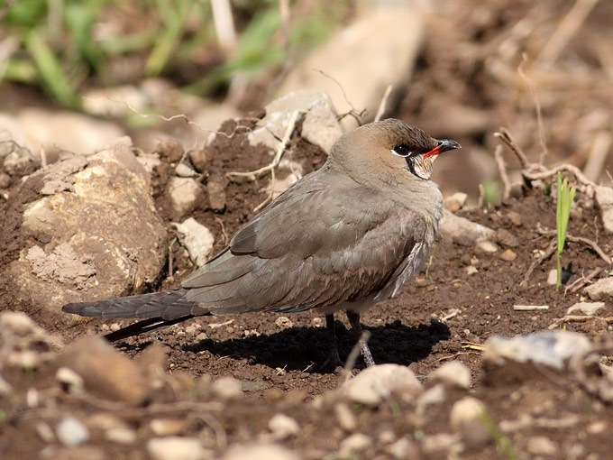 Oriental Pratincole