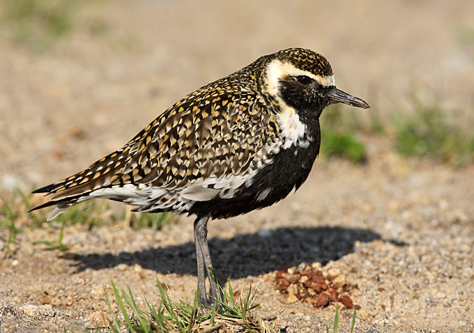 Pacific Golden Plover