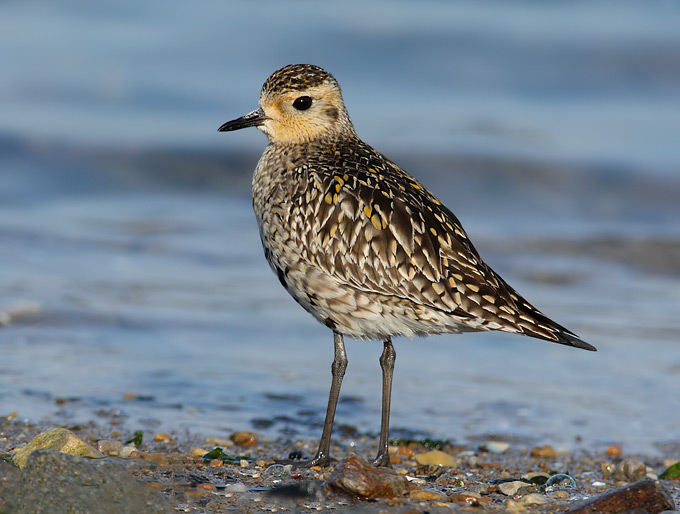 Pacific Golden Plover