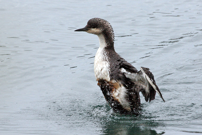 Pacific Loon