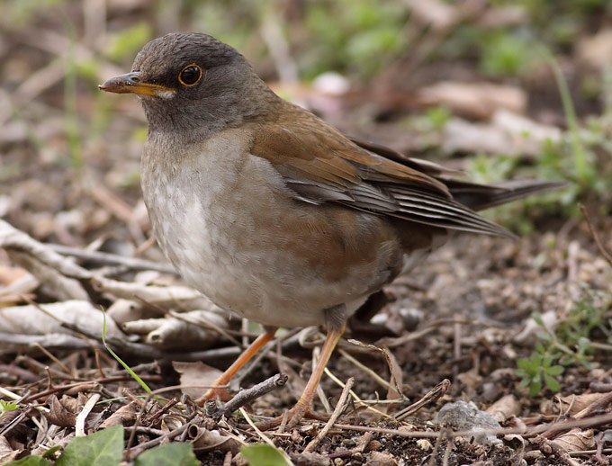 Pale Thrush