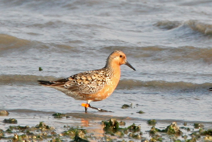 Red Knot