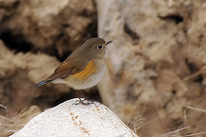 Red-flanked Bluetail, Starling and Thrushes