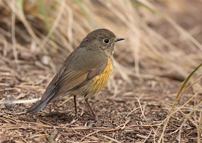 Red-flanked Bluetail