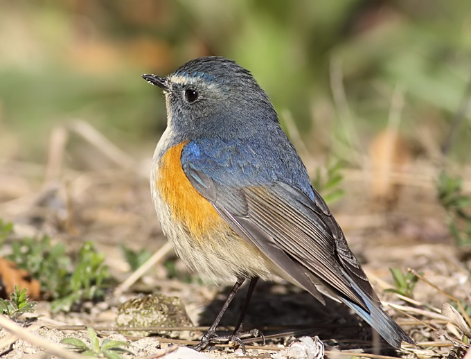 Birds - Red-flanked bluetail and nature tourism - Environmental