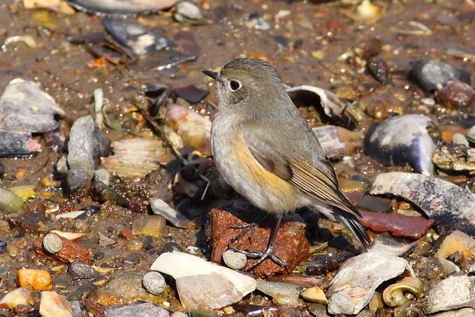 Red-flanked Bluetail