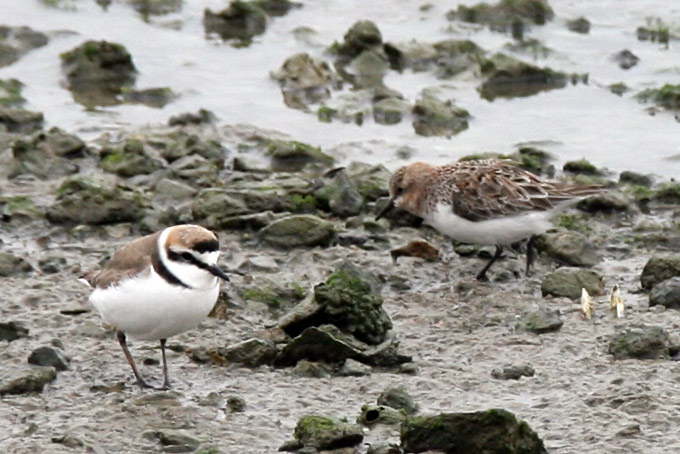 Red-necked Stint