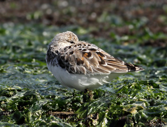 Red-necked Stint