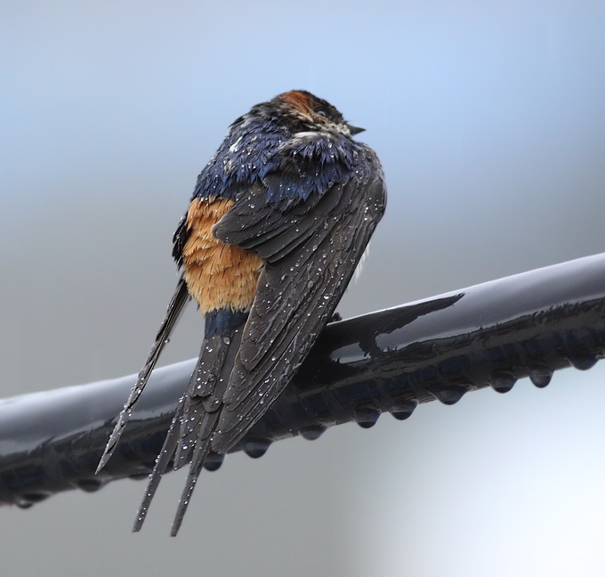 Red-rumped Swallow