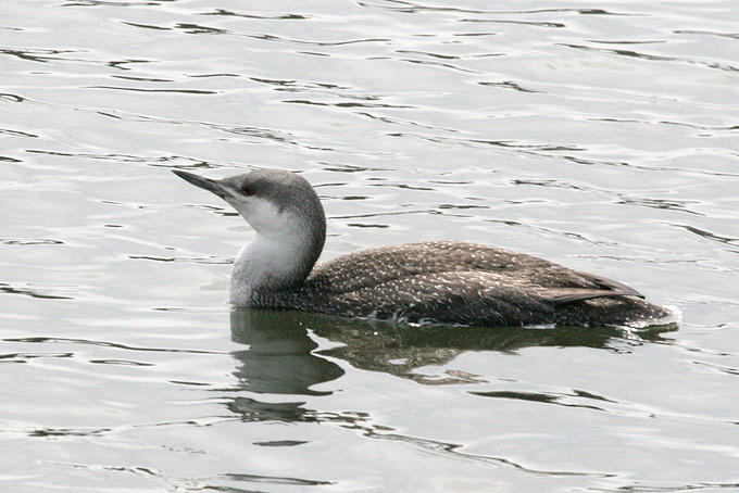 Red-throated Loon