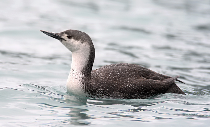 Red-throated Loon