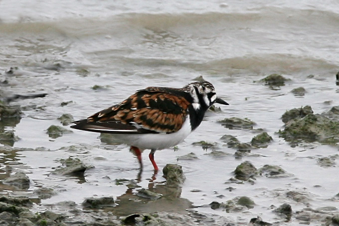 Ruddy Turnstone