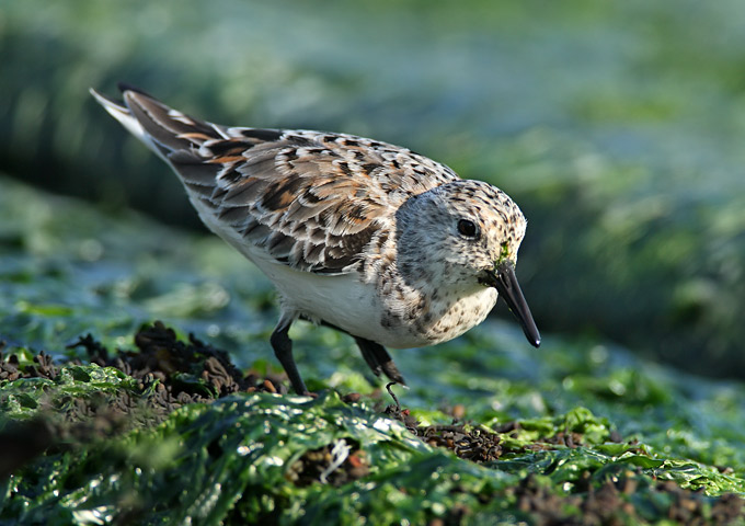 Sanderling