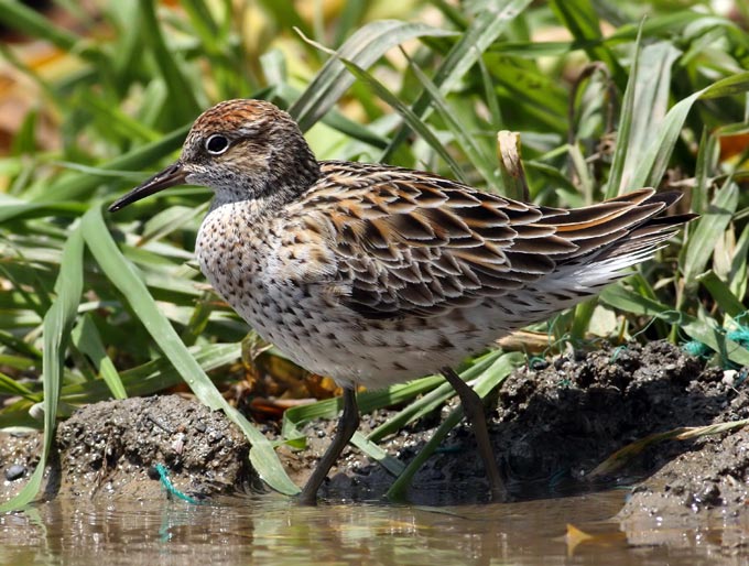 Sharp-tailed Sandpiper