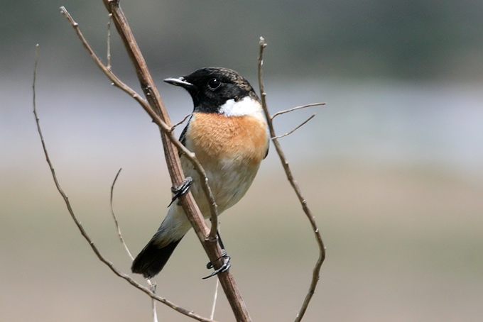 Siberian Stonechat