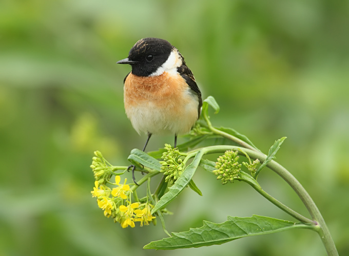 Siberian Stonechat