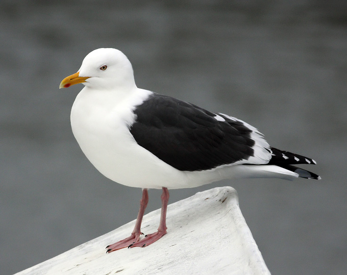 Slaty-backed Gull