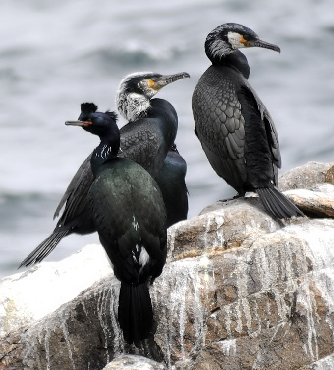 Temminck's Cormorant