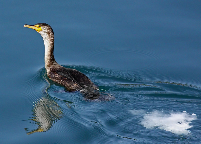 Temminck's Cormorant