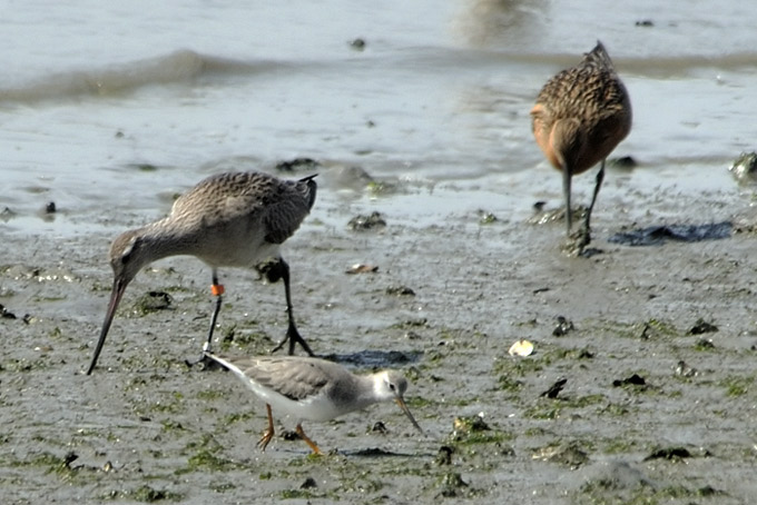 Terek Sandpiper