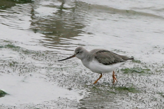 Terek Sandpiper