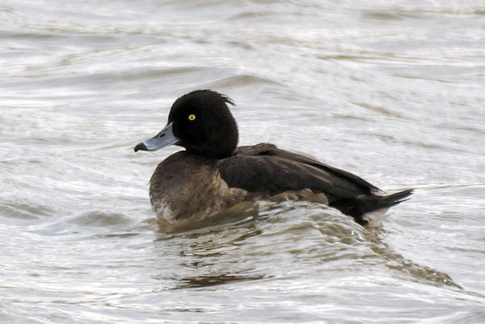 Tufted Duck