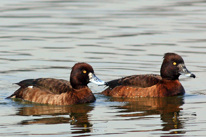 Tufted Duck