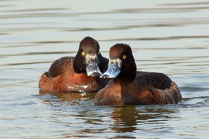 Tufted Duck