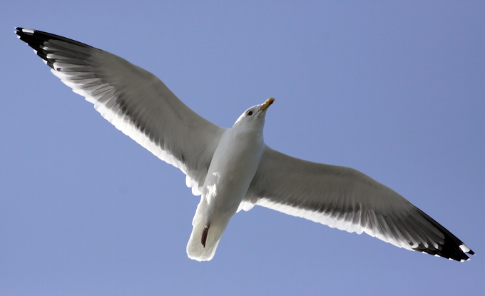 Vega Gull