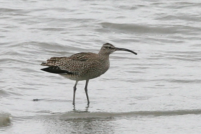 Whimbrel