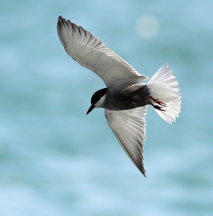 Whiskered Tern