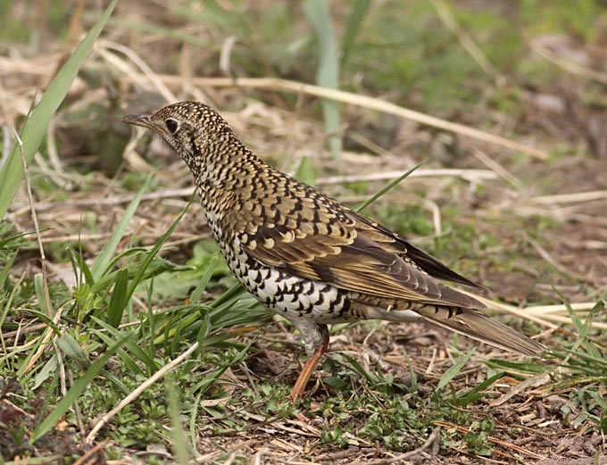 White's Thrush