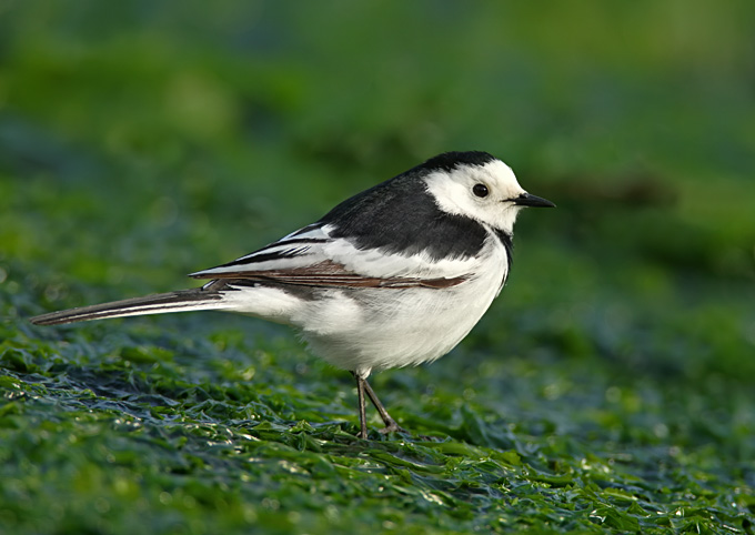 White Wagtail