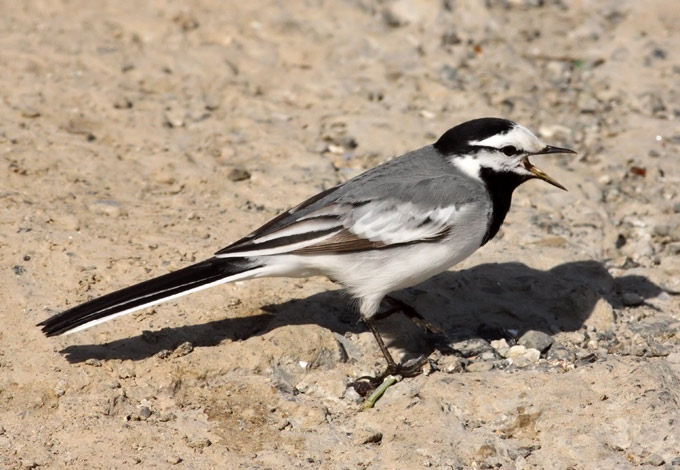 White Wagtail