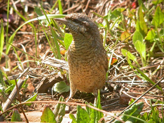 Eurasian Wryneck
