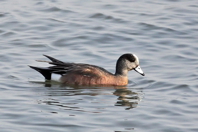 American Wigeon