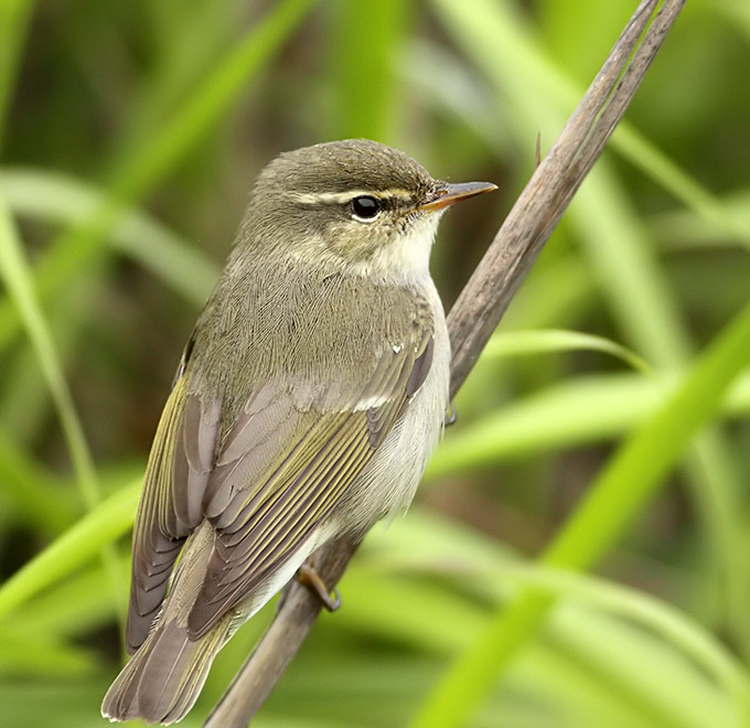 Arctic Warbler