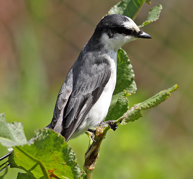 Ashy Minivet