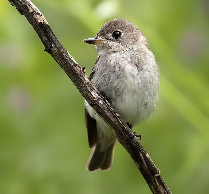 Asian Brown Flycatcher