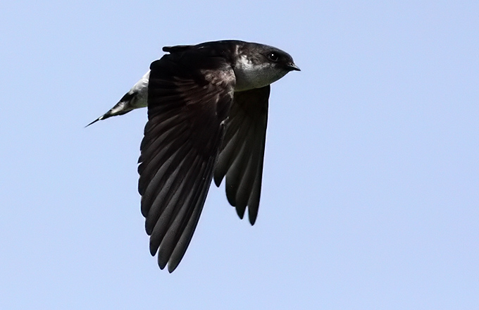 Asian House Martin